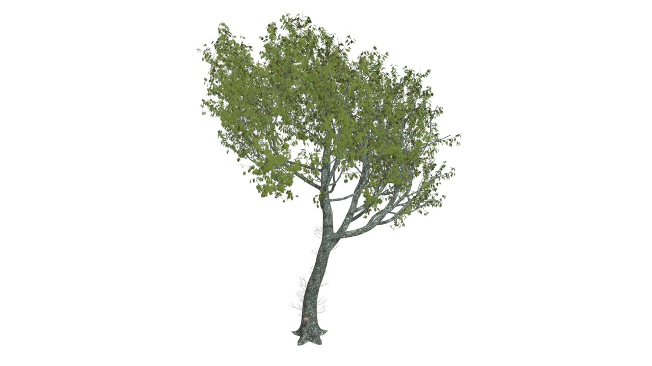 Media 1 for listing Red Oak Tree #03