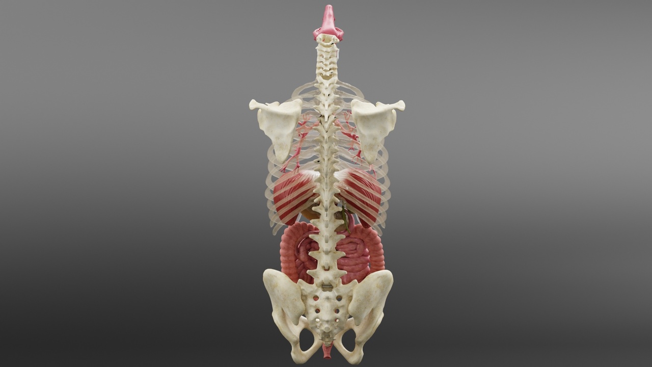 Media 1 for listing Human Digestive System Blender