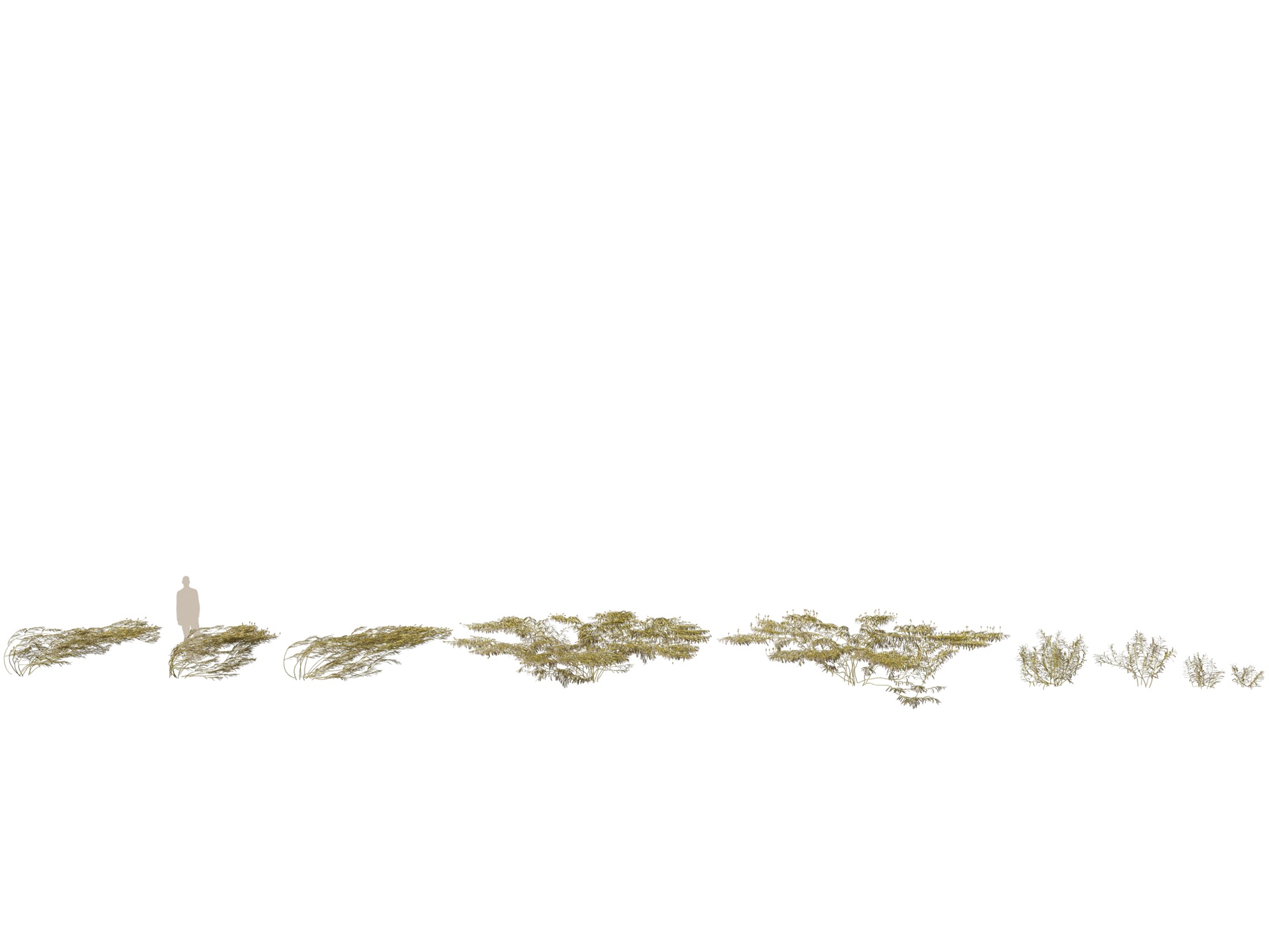 Media 1 for listing (Highpoly+Low Poly) Potamogeton ochreatus - blunt pondweed