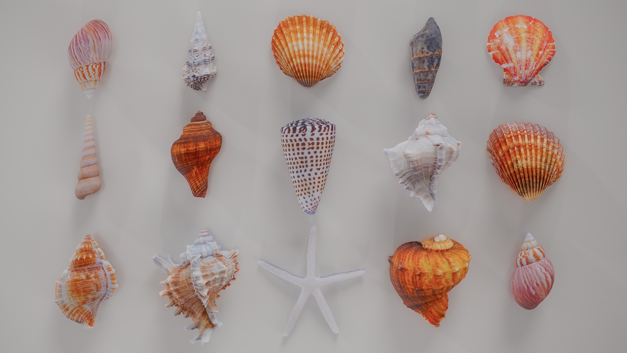 Media 1 for listing 15 3D Scanned Shell Collection 4