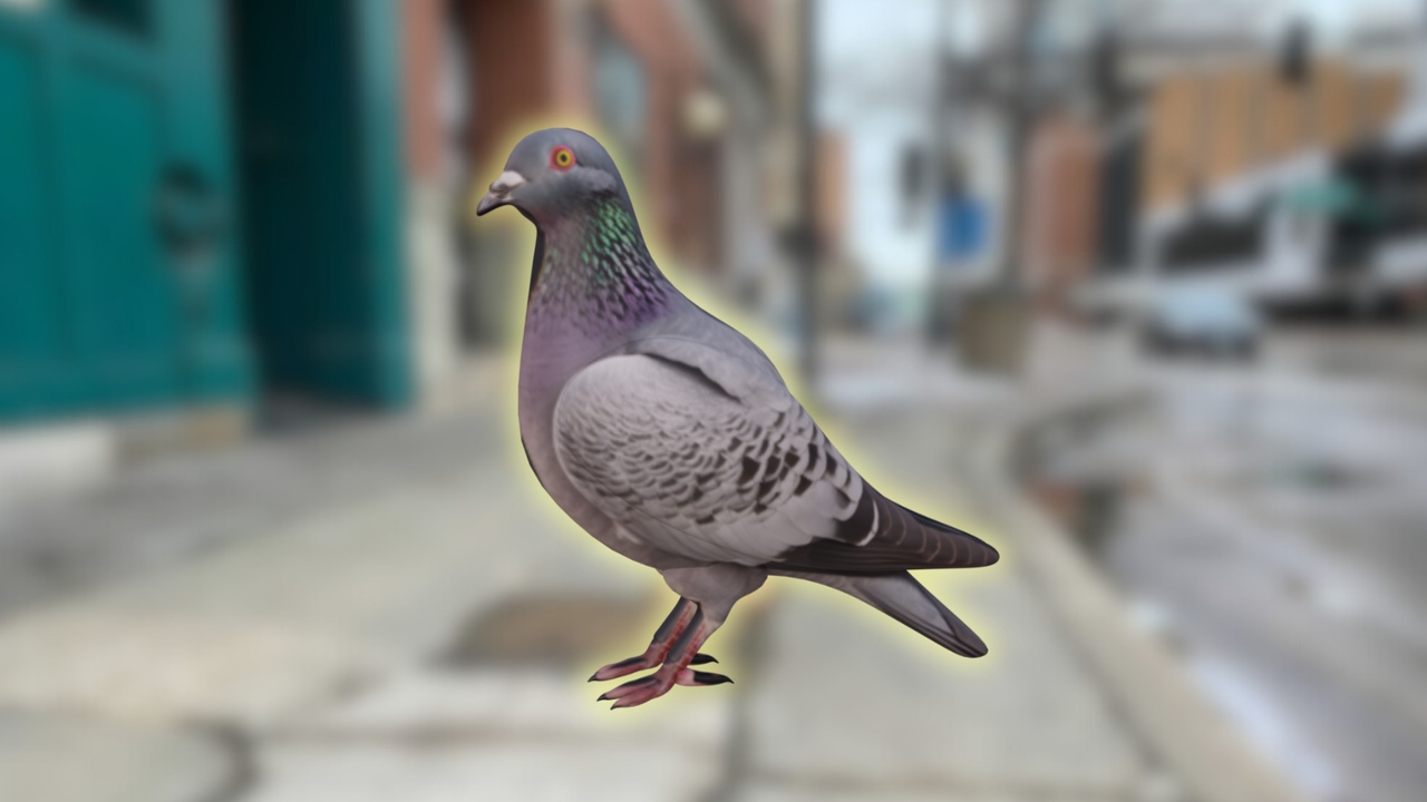 Media 1 for listing Pigeon Rigged