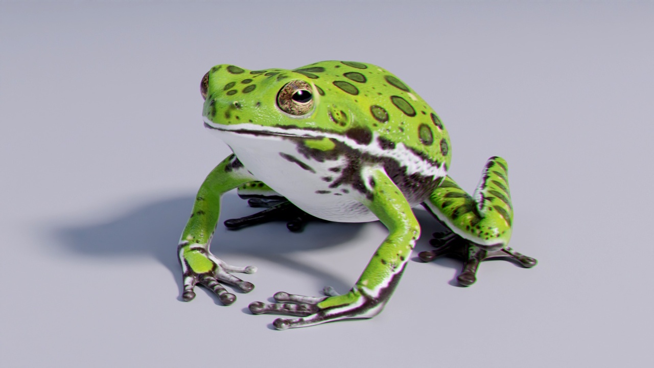 Media 1 for listing Barking Tree Frog