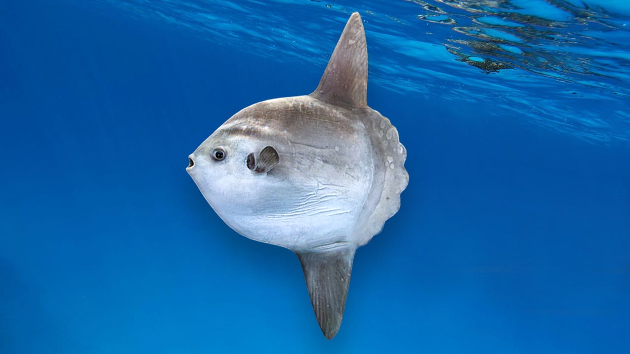 Media 1 for listing Sunfish Animated