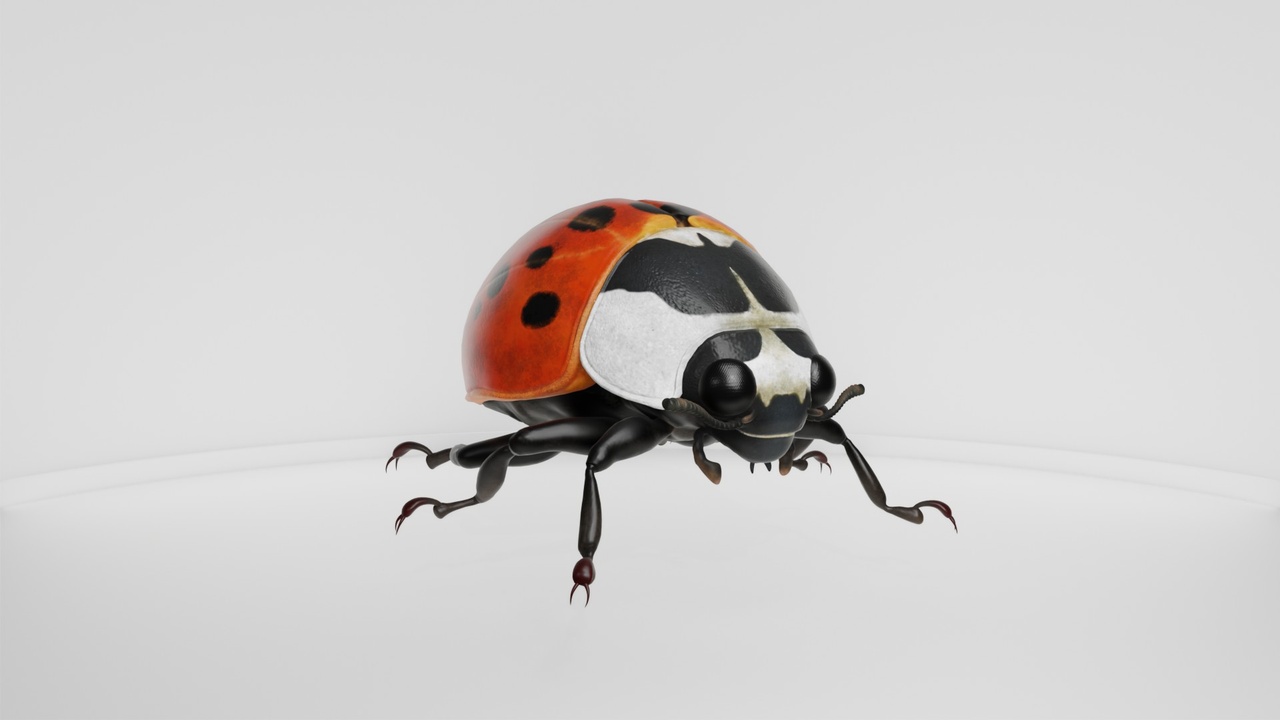 Media 1 for listing Realistic Ladybug Detailed Insect