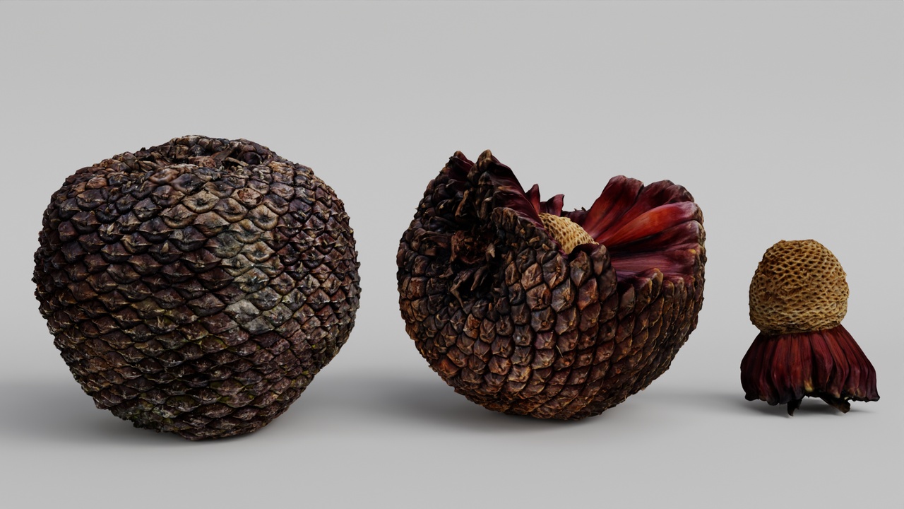 Multimedia 1 para anuncio Araucaria Pine Cone Pack