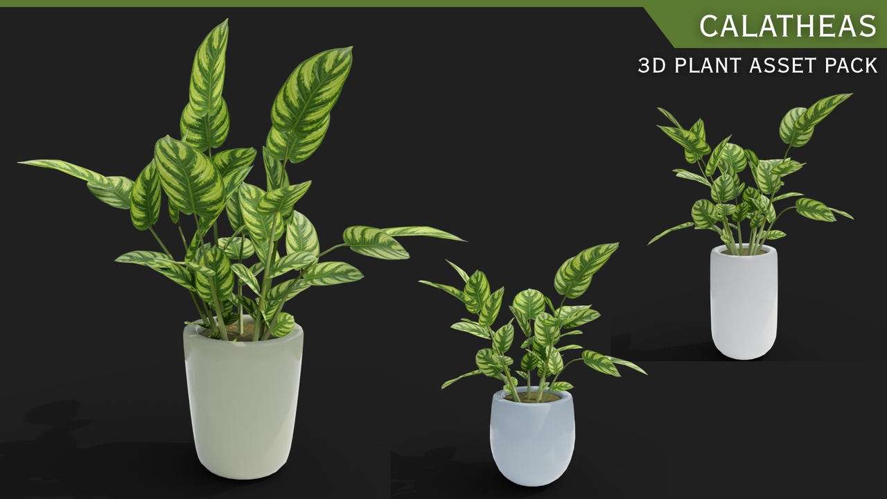 Media 1 for listing Indoor Plants with Pots: Calatheas