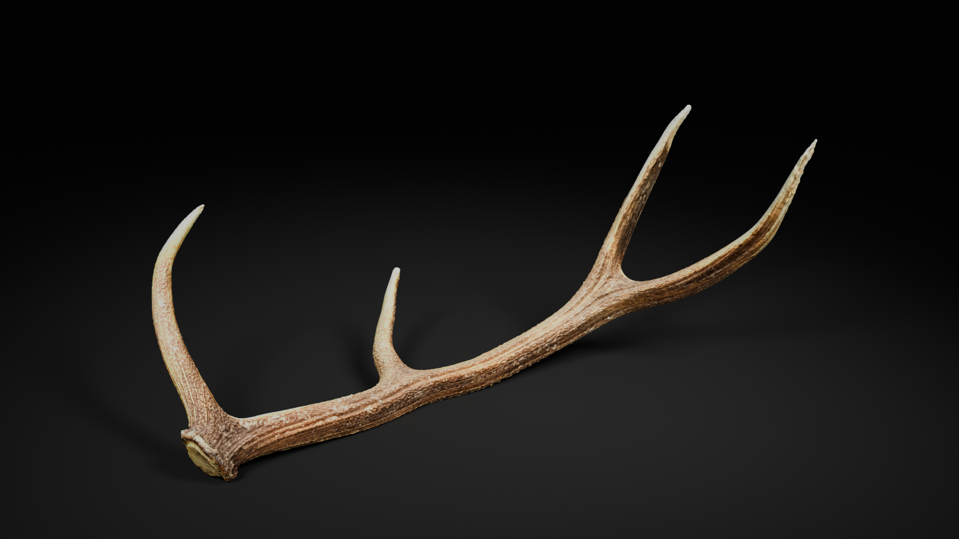 Antler_#1 | Fab