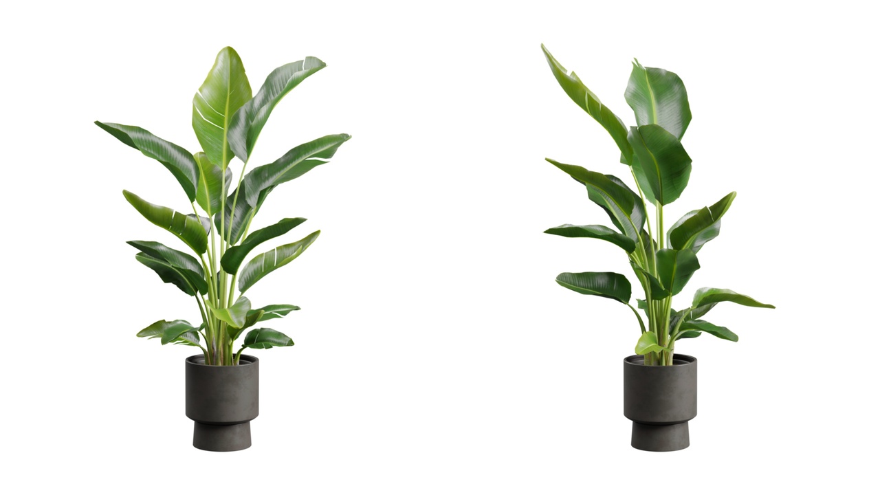 Media 1 for listing Strelitzia Nicolai in Dark Planter