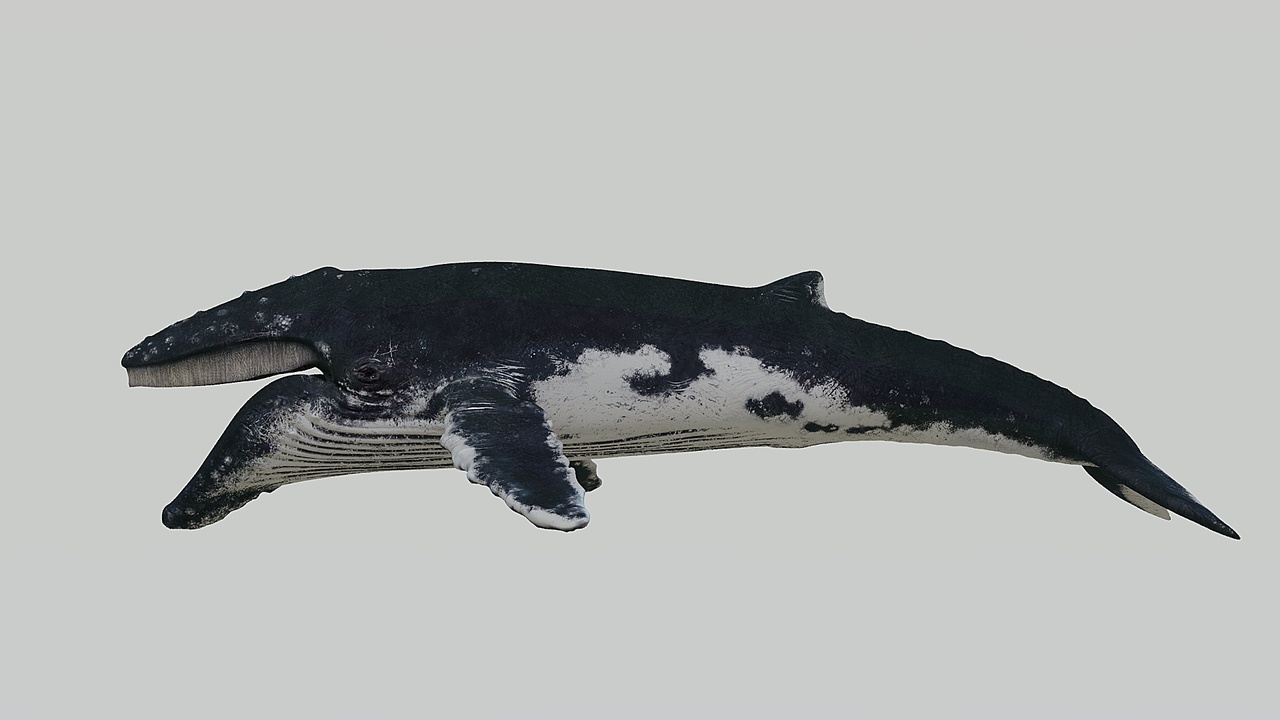 Media 1 for listing Humpback whale