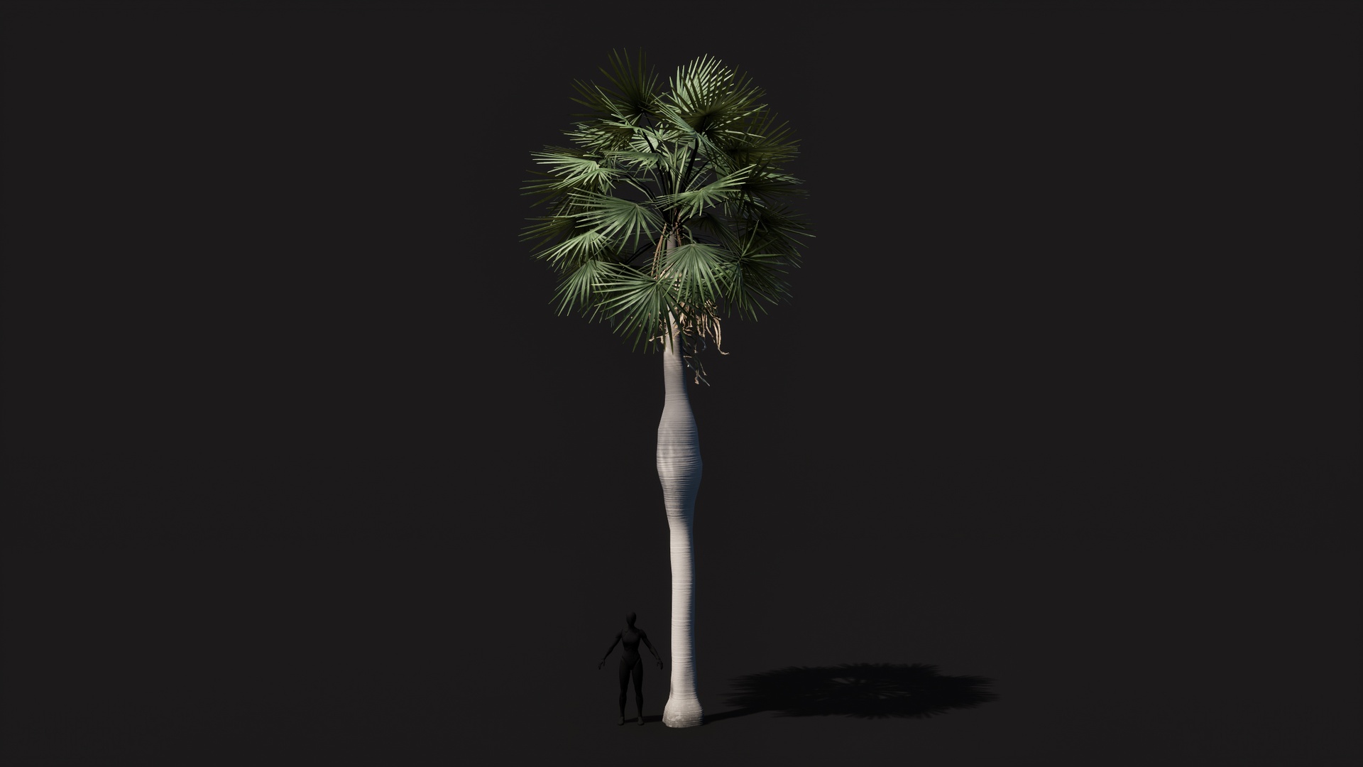 Medium 1 für Eintrag Coccothrinax Spissa Palm low poly game ready