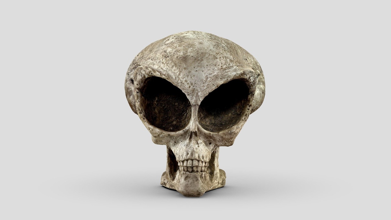 Media 1 for listing Alien Skull