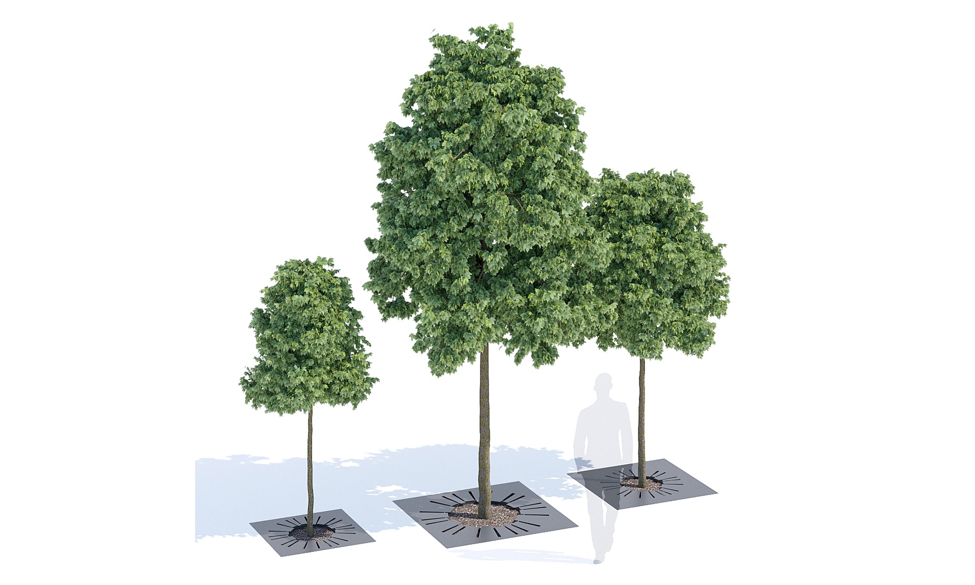 File multimediali per l'articolo Sunny tree-grill: 1