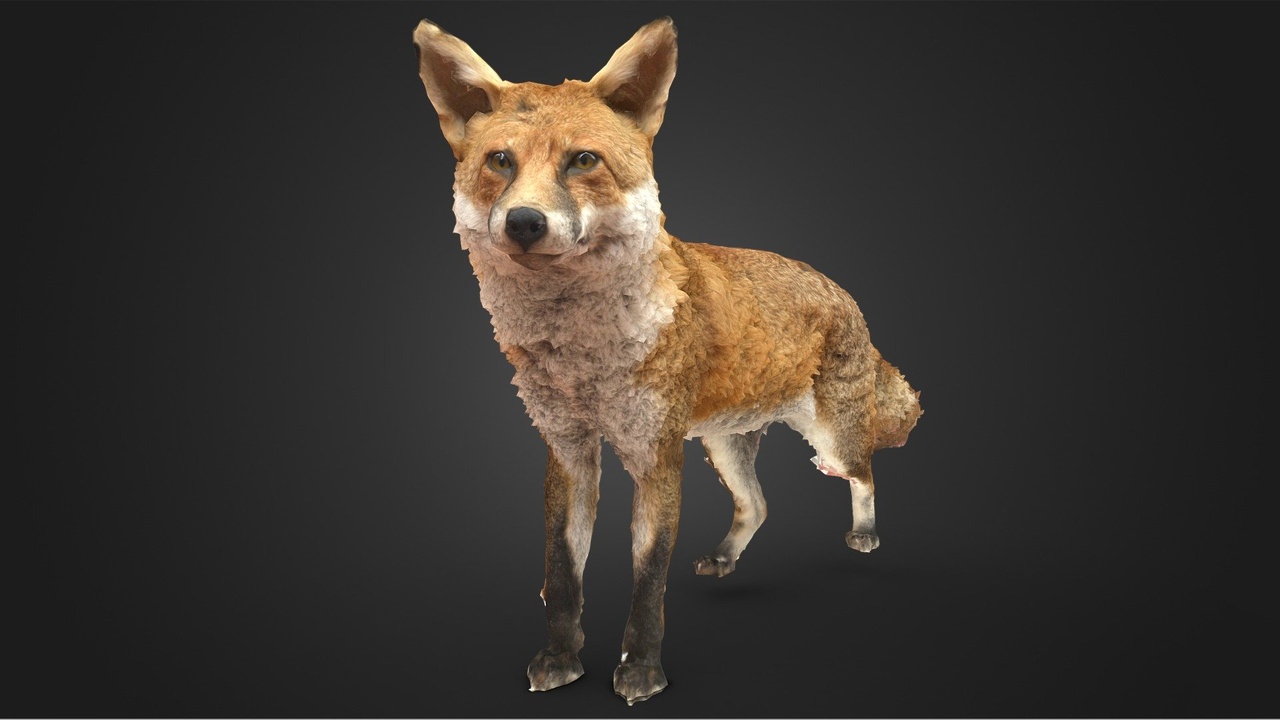 Media 1 for listing Red Fox Taxidermy