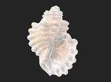 Sea Shell | Fab