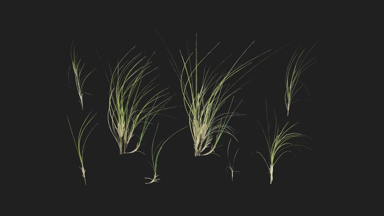 Media 1 for listing Sea Wheatgrass