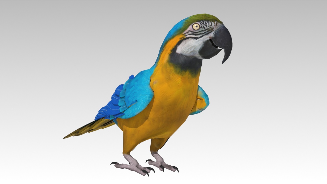 Media 1 for listing Blue and Yellow Macaw