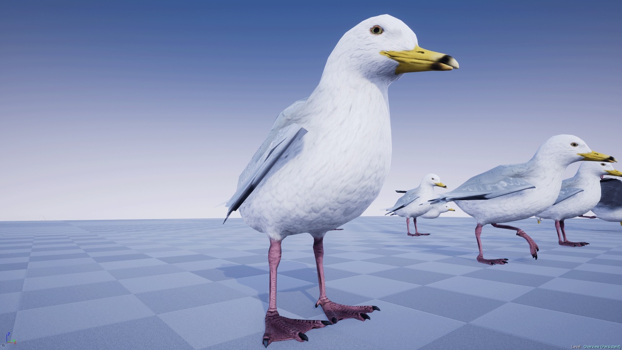 Media 1 for listing SEAGULL