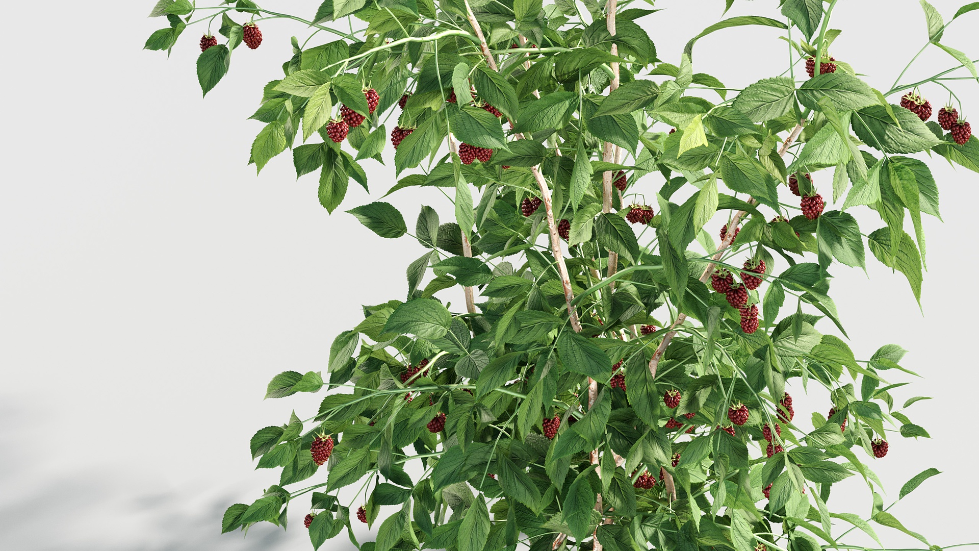 Media 1 for listing Rubus idaeus