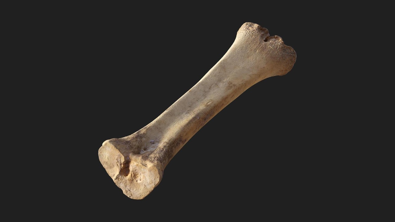 Media 1 for listing Animal Leg Bone