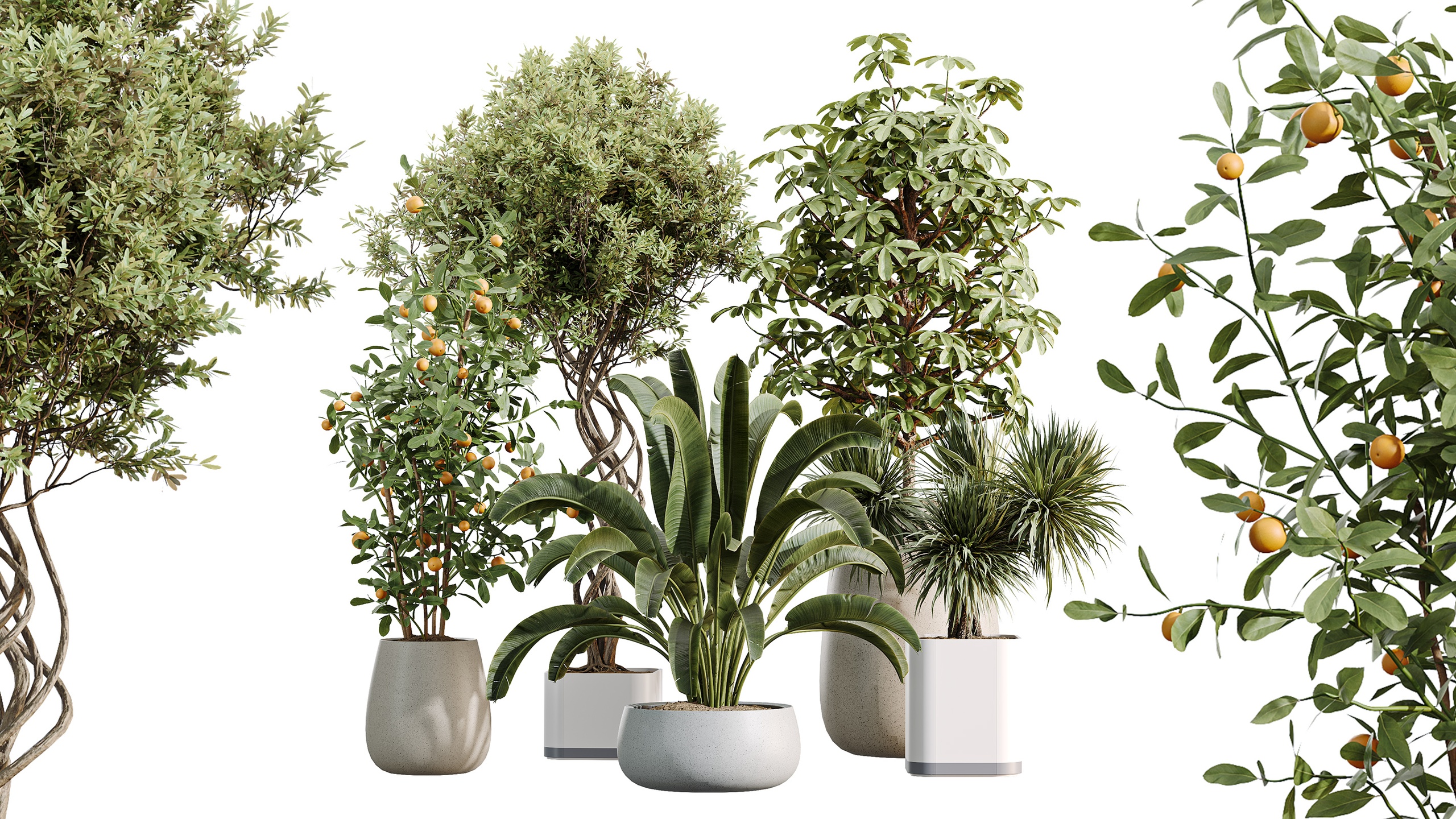 Media 1 for listing AV Indoor Plants Set 507 Yucca Banana Olive Orange Tree Schefflera Arboricola
