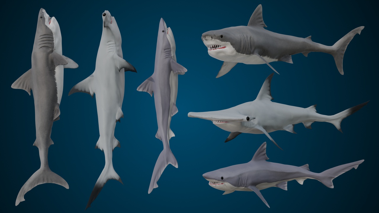 Media 1 for listing Animated shark pack (3 Sharks)