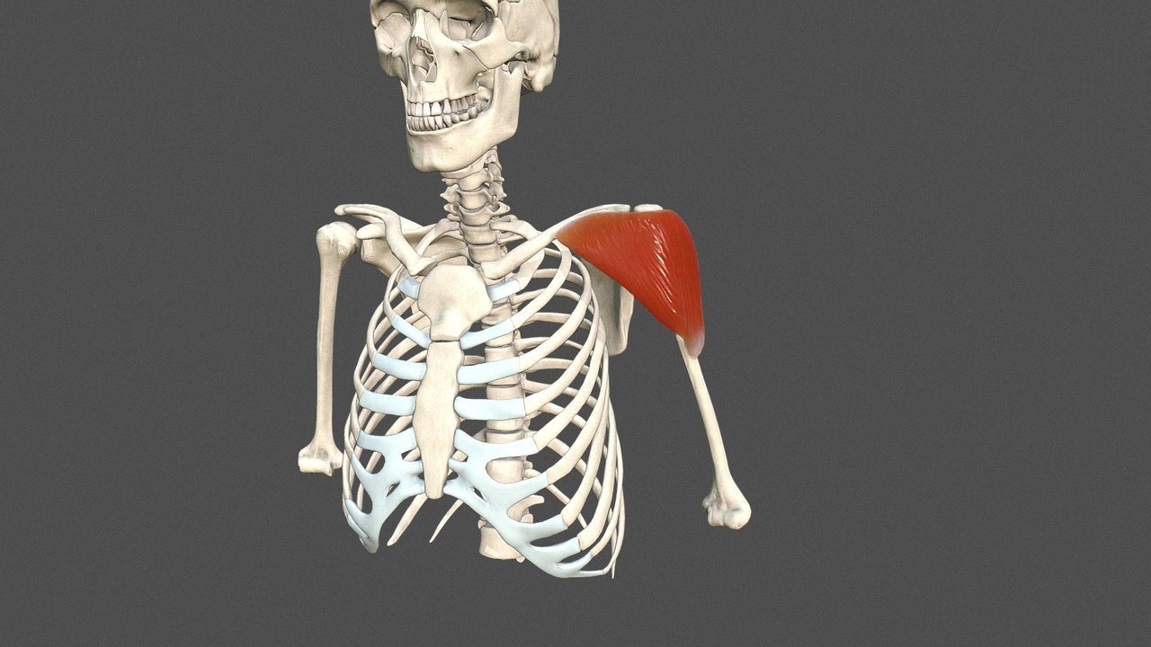 Media 1 for listing Deltoid Muscle