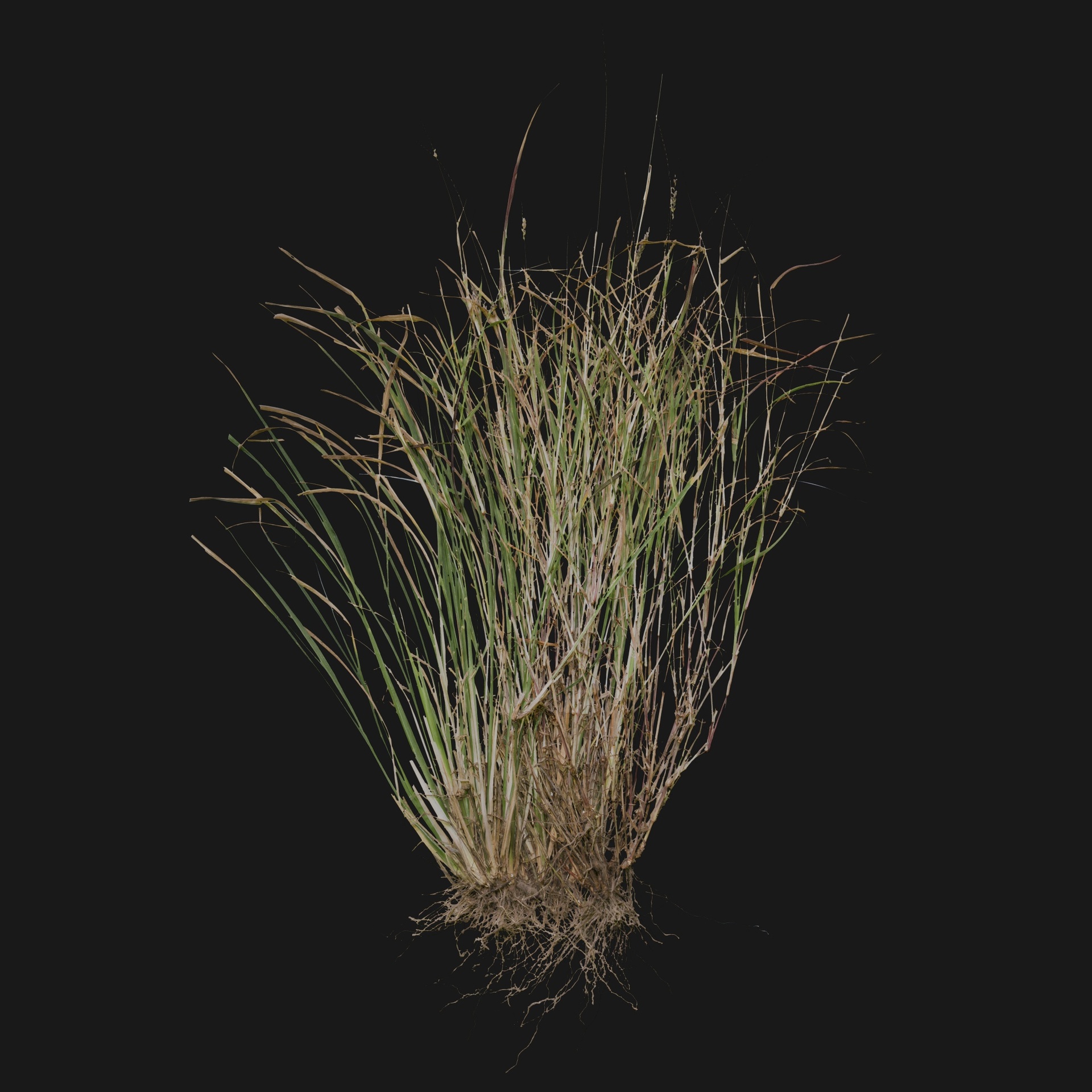 Media 1 for listing Graminea 04