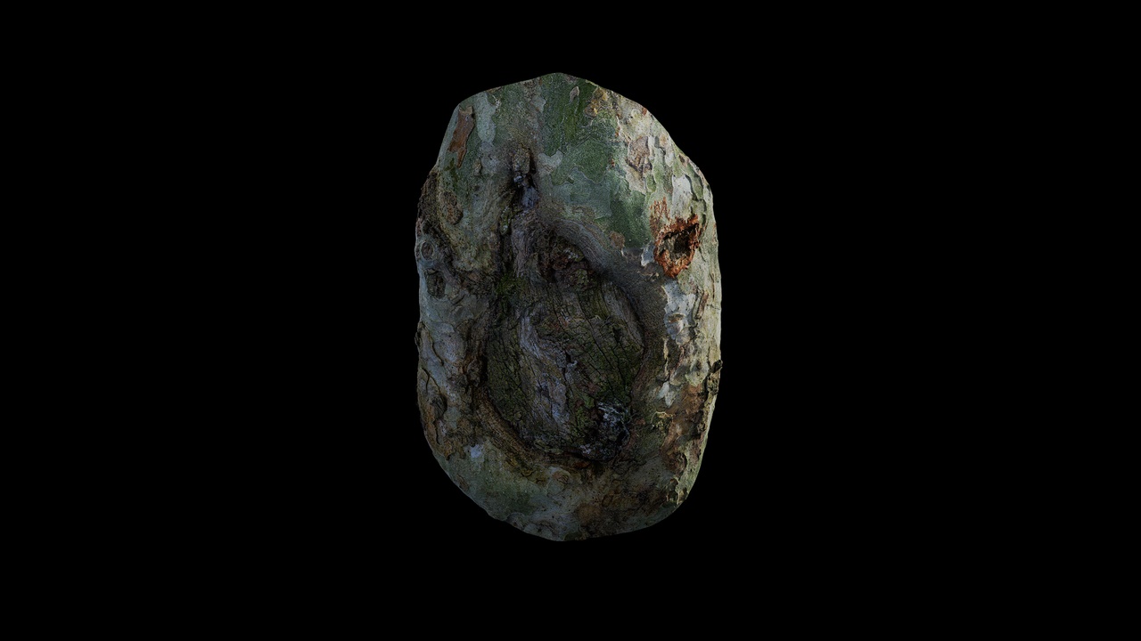 Media 1 for listing Anydrafts Platanus x acerifolia Burl 03