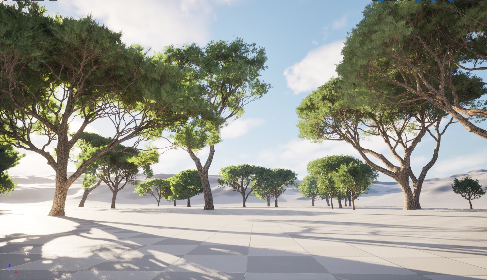 Media 1 for listing Nanite Wind Tree - Pinus pinea - Stone pine
