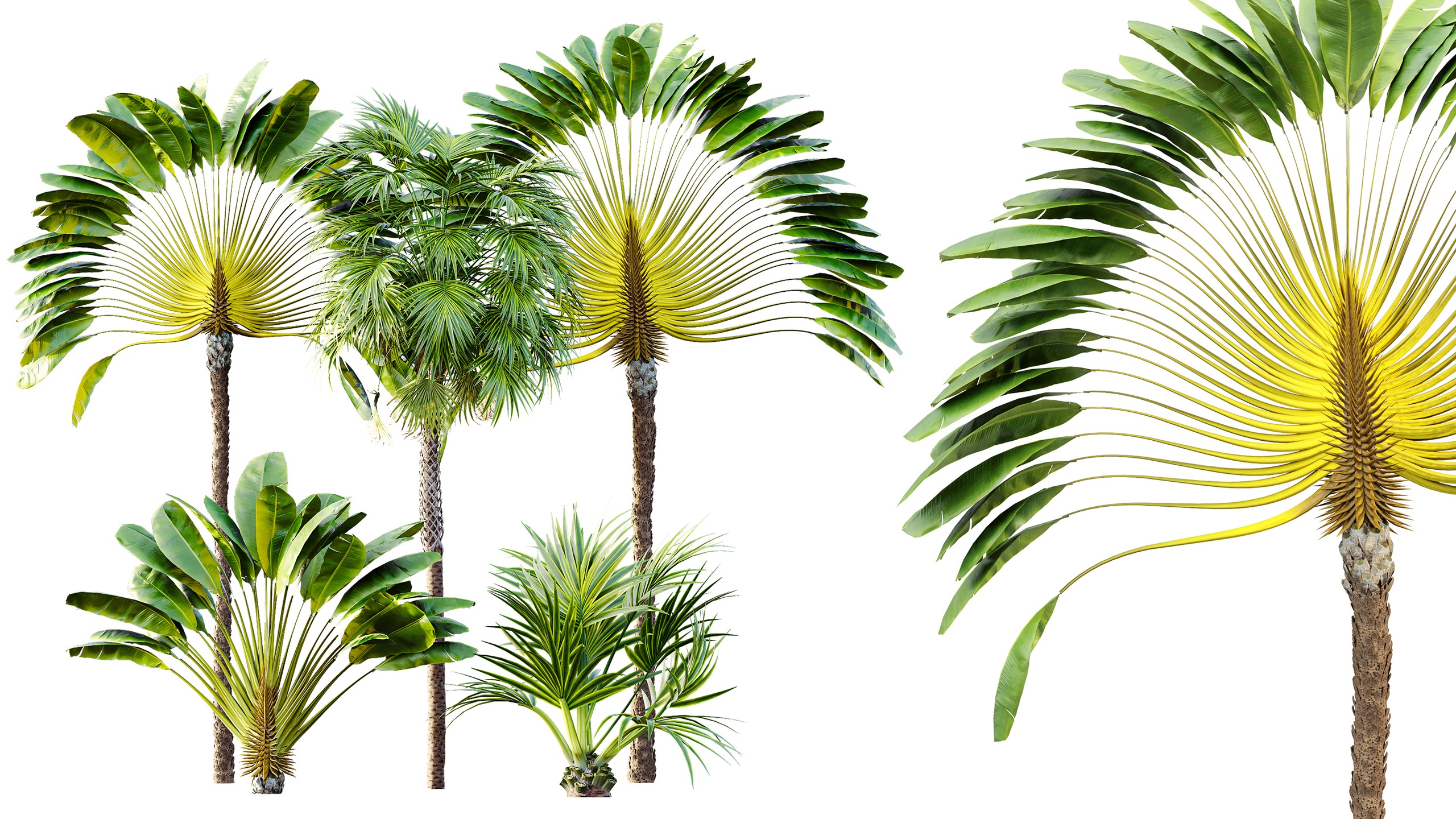 Media 1 for listing AV Ravenala Madagascariensis Travelers and Sabal Palmetto Cabbage Palm 6 Trees