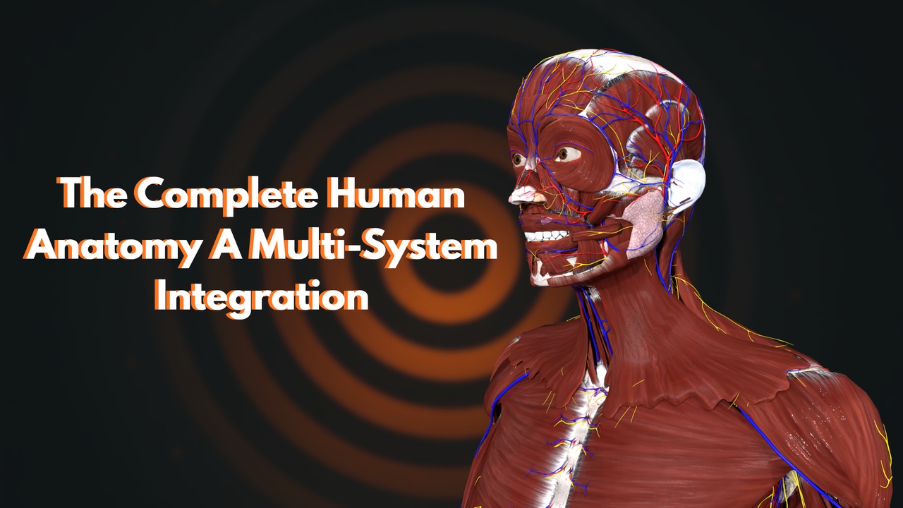 Media 1 for listing Complete Human Anatomy System – Full Body Anatomical Model (Non-Rigged)