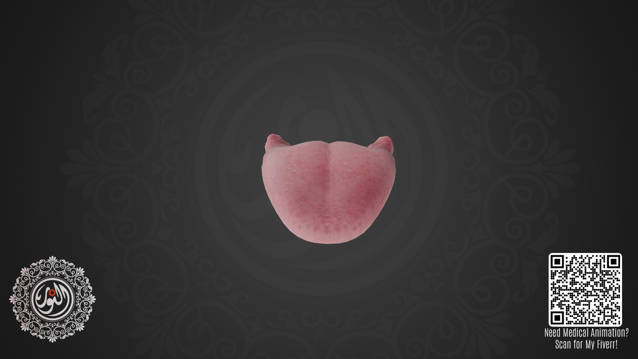 Media 1 for listing Tongue 3d Model