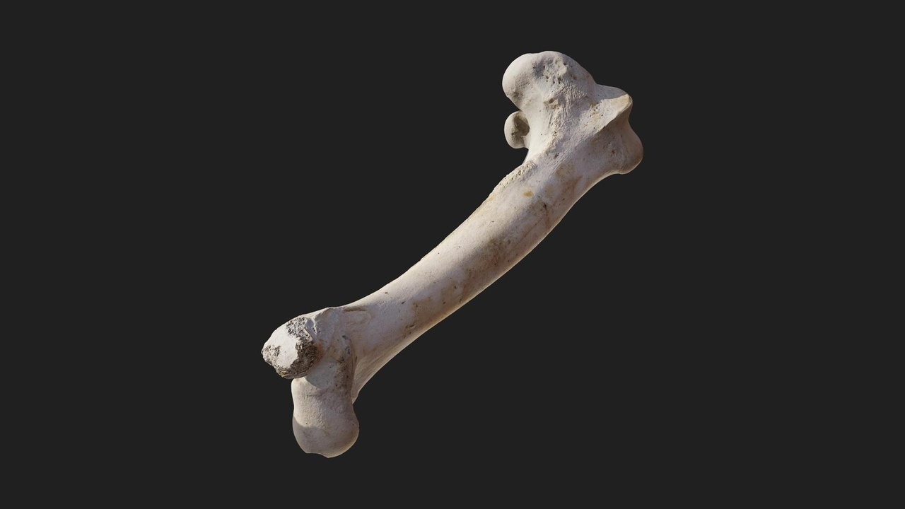 Media 1 for listing Animal Leg Bone