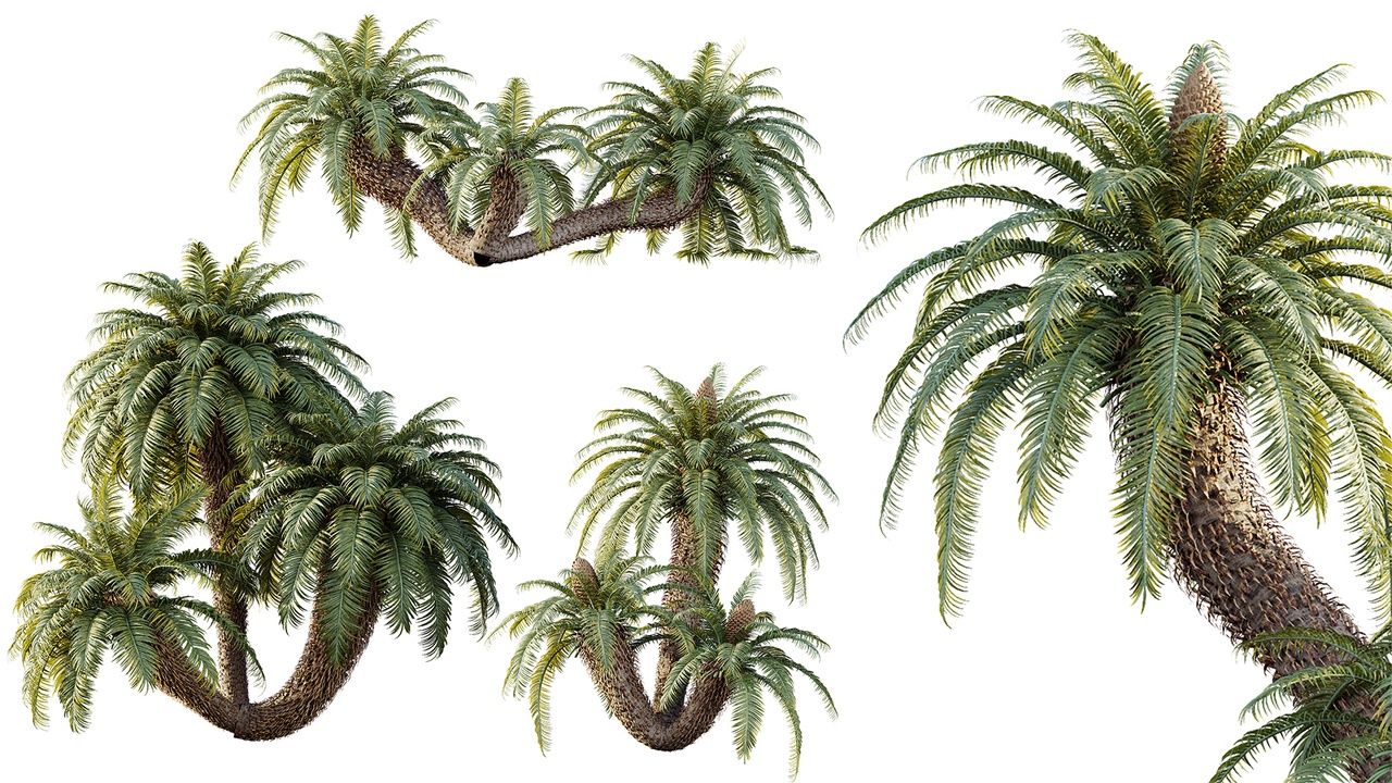 Media 1 for listing AV Plant Cycas Revoluta Palmfarn Palm Bush 01