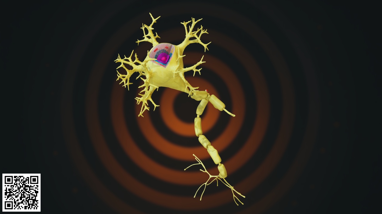 Human Neuron Anatomy 제 품 등록을 위한 미디어 1개