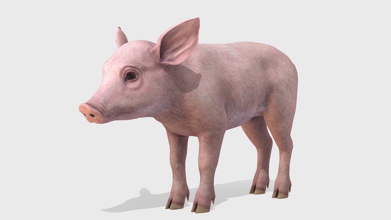 Media 1 for listing Piglet