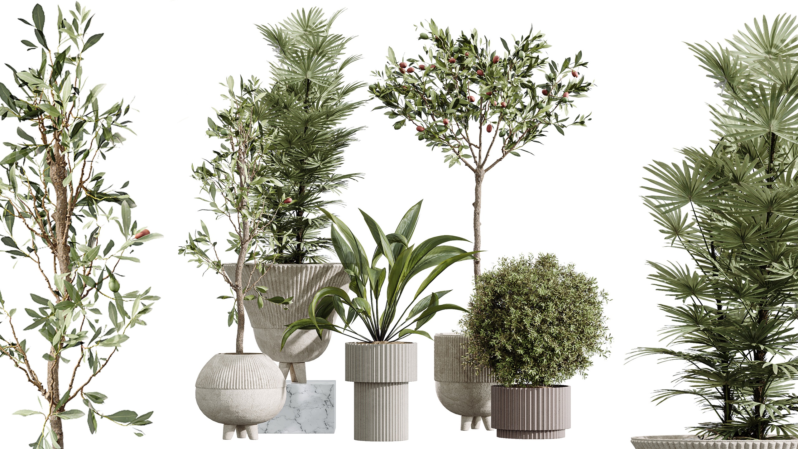 Media 1 for listing AV Indoor Plants Set 456 Olive Rhapis Palm