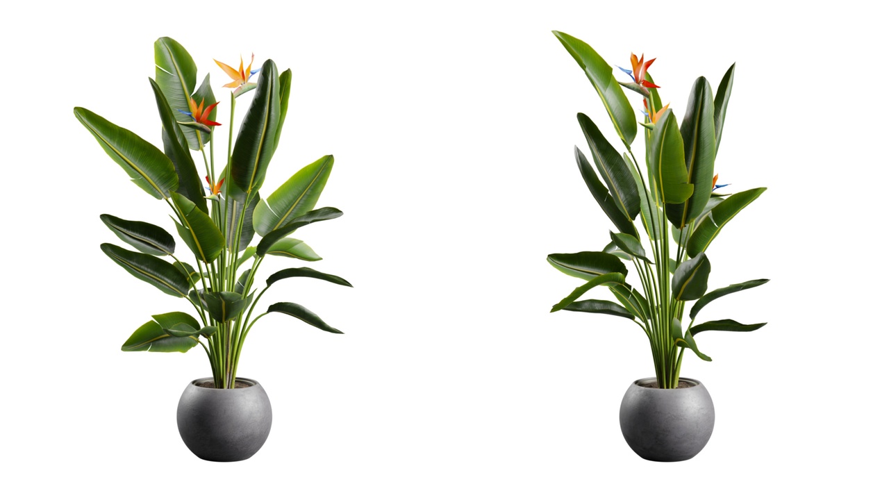 Media 1 for listing Bird Of Paradise Plant in Concrete Planter