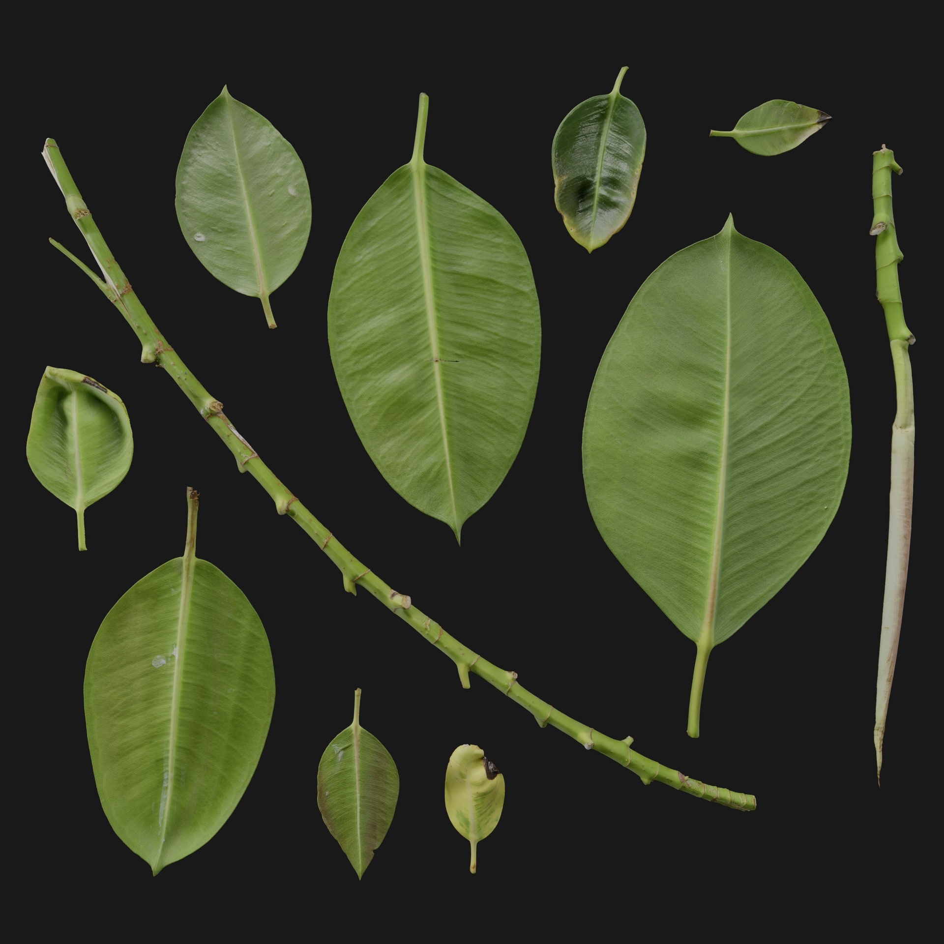 Media 1 for listing Ficus Elastica 08