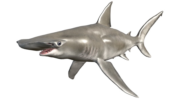 Hammerhead Shark | Fab