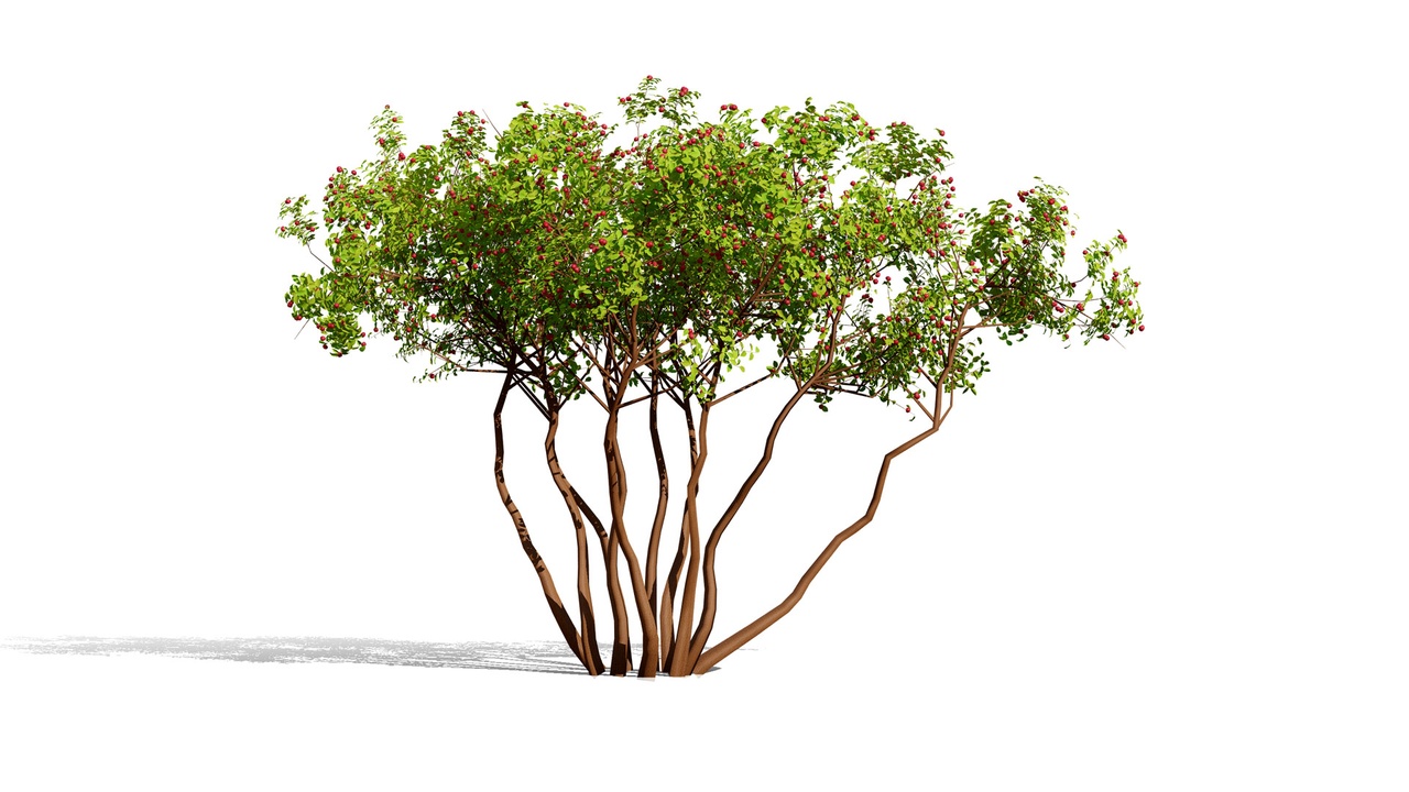 Media 1 for listing North American Pome Fruit Trees