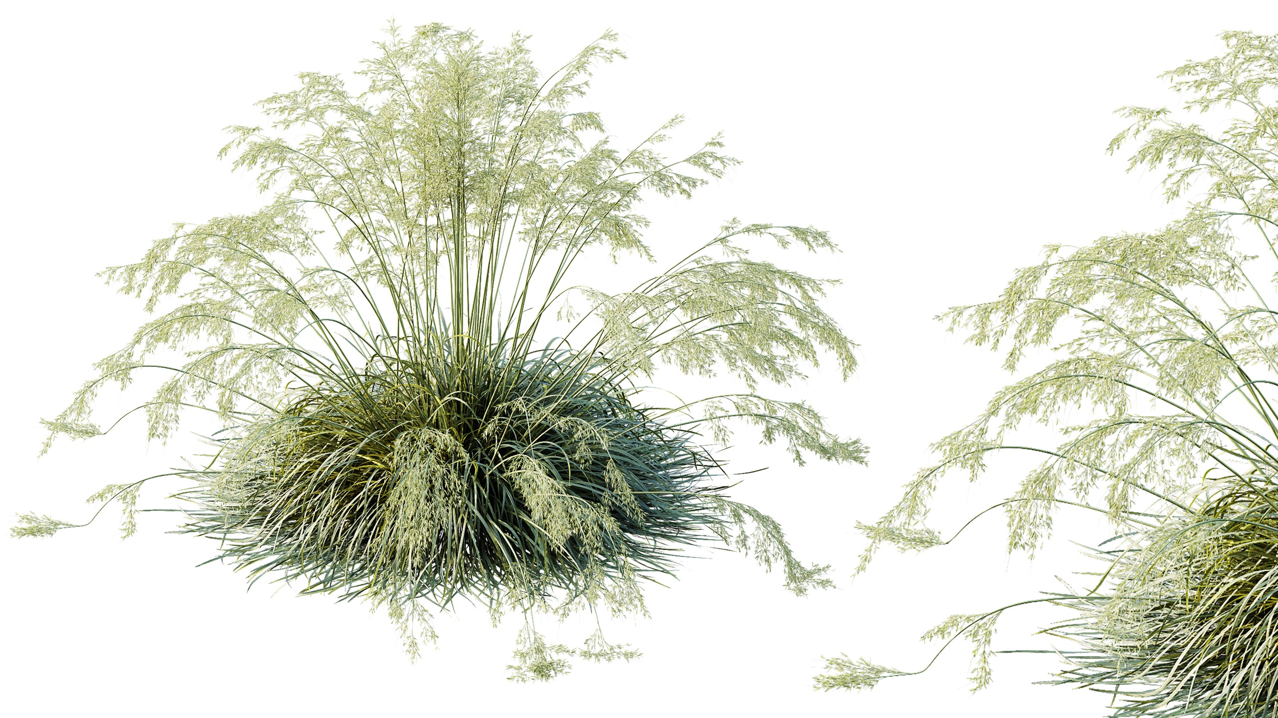 Media 1 for listing AV Celtica Gigantea Stipa Golden Oats and Carex Elata Aurea Grass