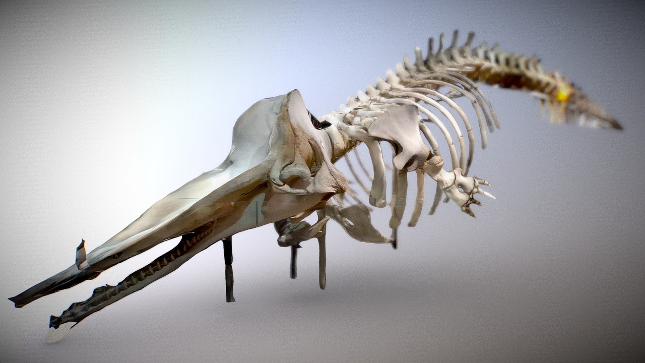 Media 1 for listing Sperm Whale Skeleton
