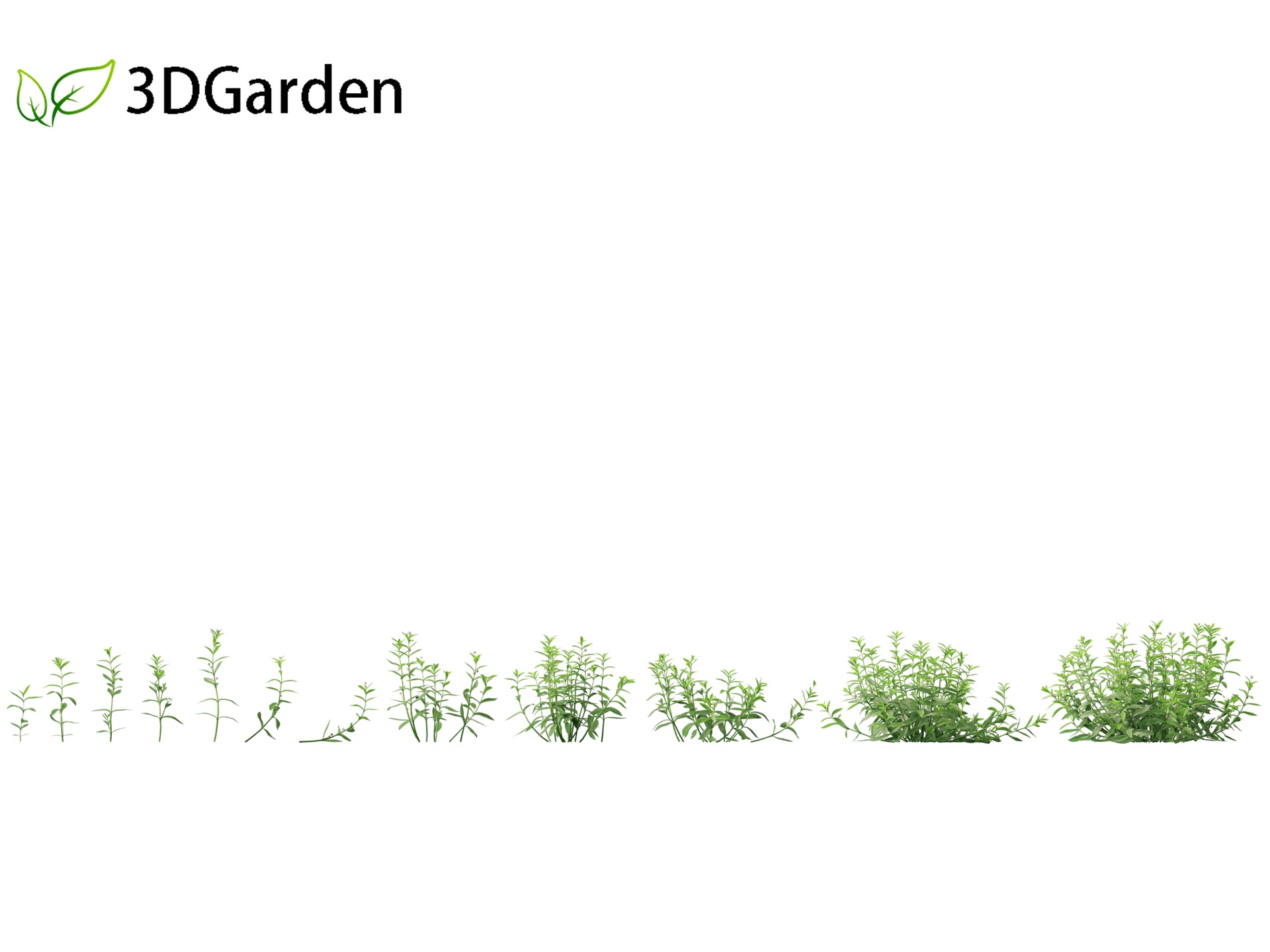 Media 1 for listing Alternanthera philoxeroides - alligator weed 01 Grass