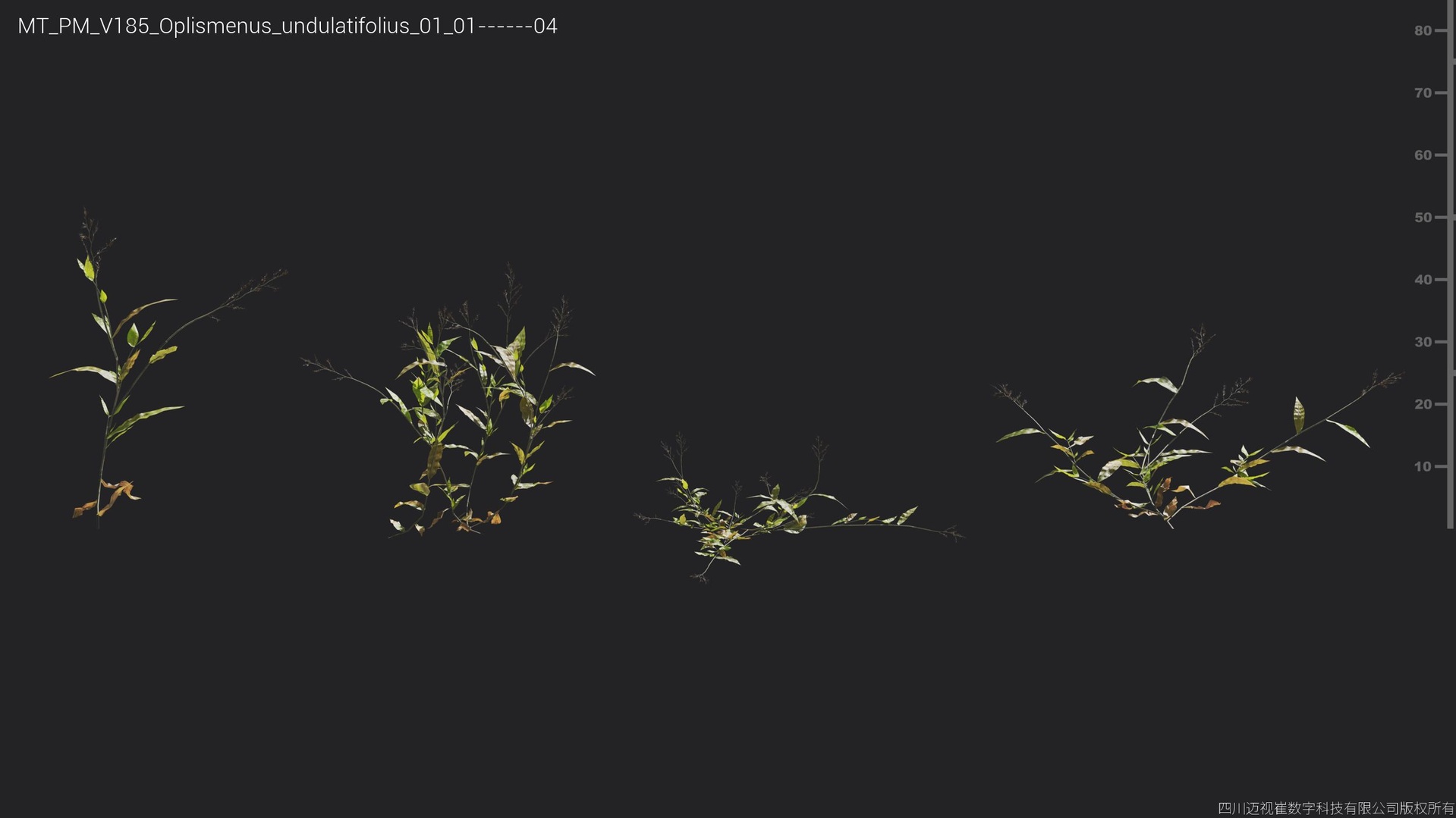 Media 1 for listing V185 Oplismenus undulatifolius