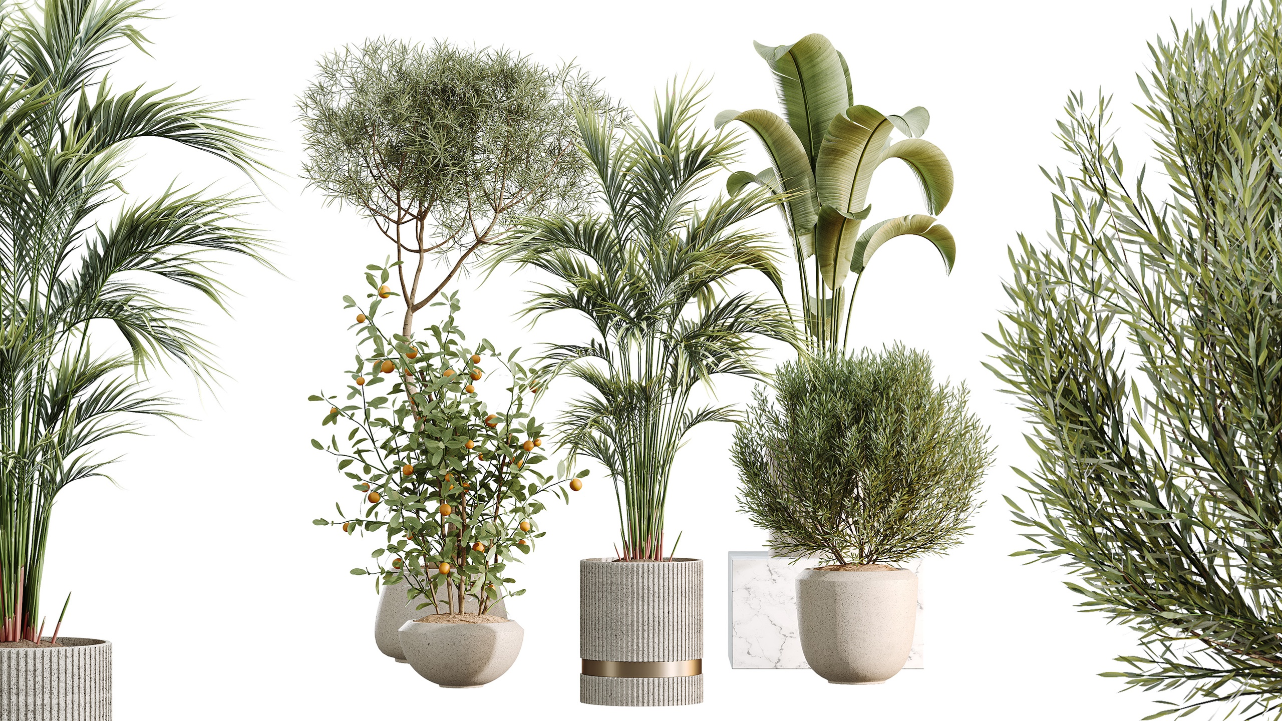 Media 1 for listing AV Indoor Plants Set 459 Olive Palm Orange Ficus Banana