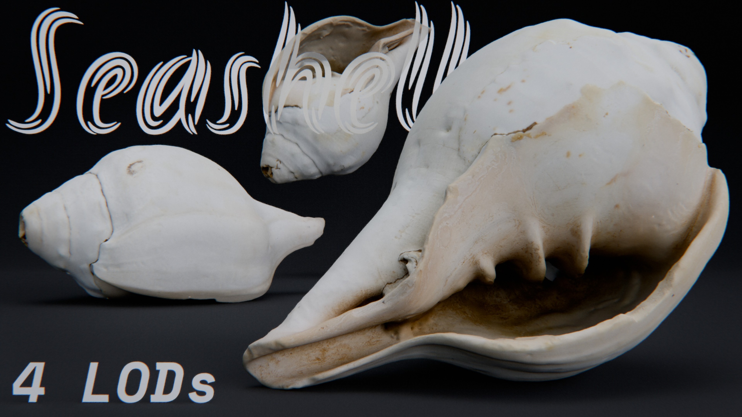 Media 1 for listing Seashell