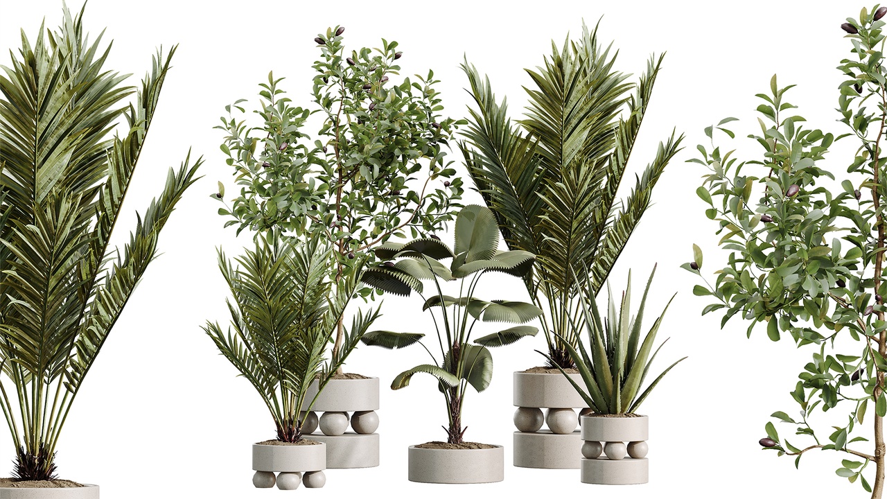 Media 1 for listing AV Indoor Plants Set 620 Aloe Vera Succulents Ruffled Fan Palm Areca Palm Briful