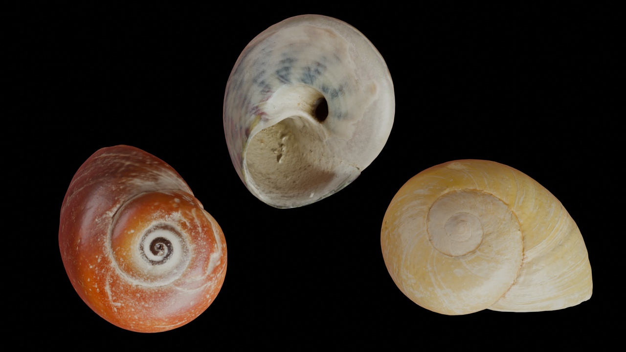 出品Seashell (33, 34 & 35)のメディア1