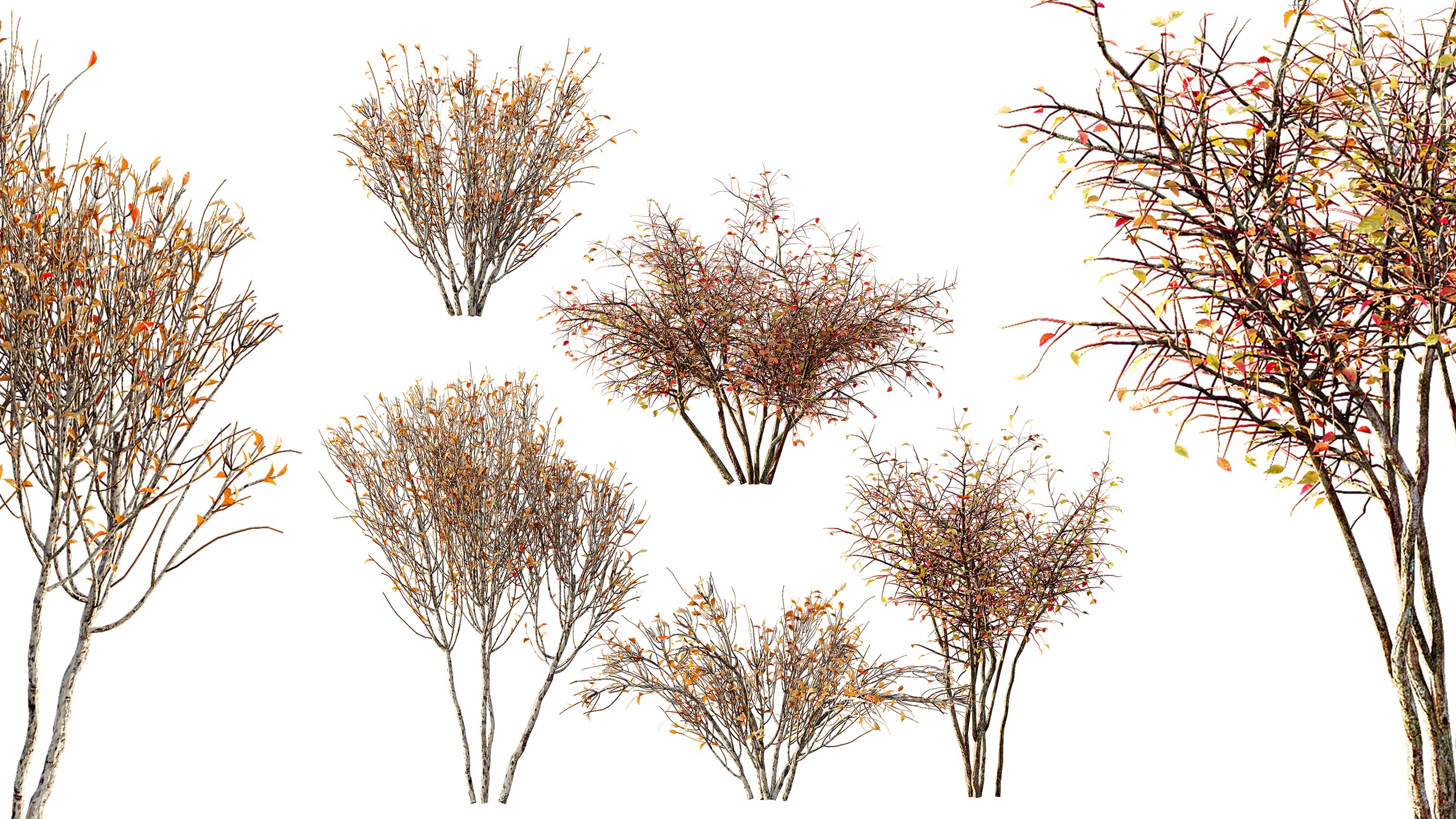 Media 1 for listing AV fall bushes Myrtle White Autumn